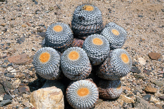 Cactus Store Collective: Happy Plants, Happy Life