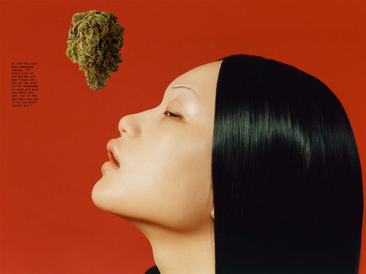 Original Sin: A First Look at SUNDAE SCHOOL’s New Zine About Weed in Korea